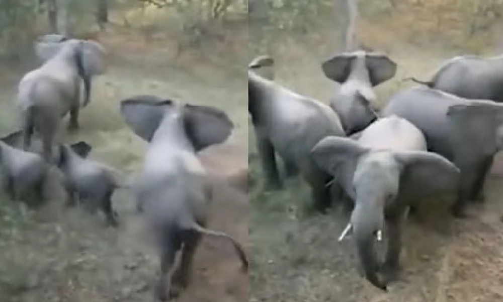 elephant secures calves