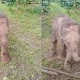 elephant cub