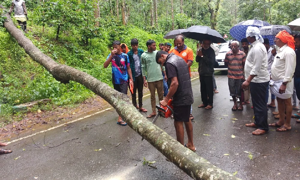 A tree fell across horanadu road