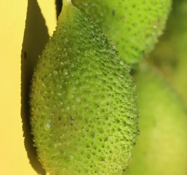 iamge of Spine Gourd Benefits