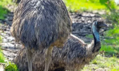 image of Largest Bird