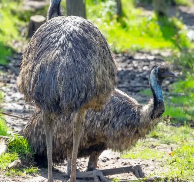 image of Largest Bird