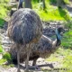 image of Largest Bird