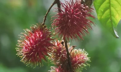 image of Monsoon Fruits