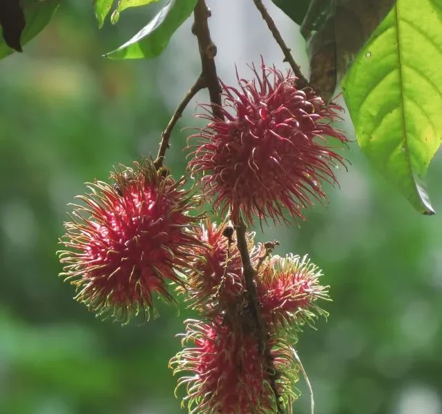 image of Monsoon Fruits