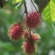 image of Monsoon Fruits