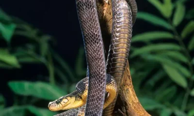 image of Plants That Attract Snakes