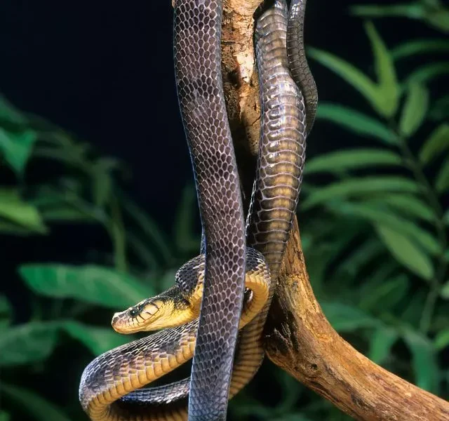 image of Plants That Attract Snakes