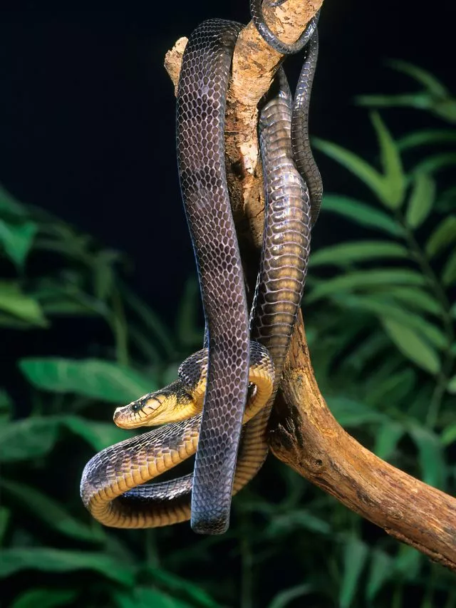 Plants That Attract Snakes: Plants That Attract Snakes During Monsoon