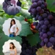 images of Benefits Of Black Grapes