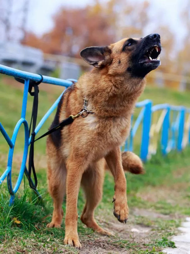 Dangerous Dog Breeds: 10 Most Dangerous Dog Breeds In World
