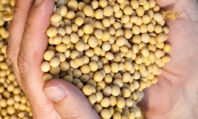 images of Soybeans Benefits