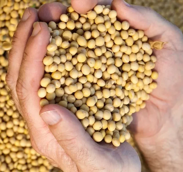 images of Soybeans Benefits