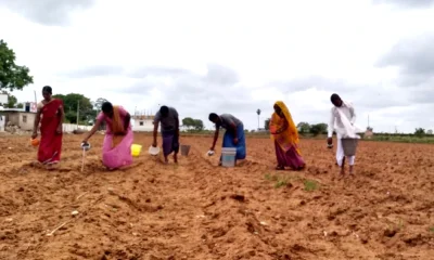 lack of rain water for crops through jugs and buckets from Farmers at yadgiri