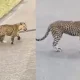 leopard attack video
