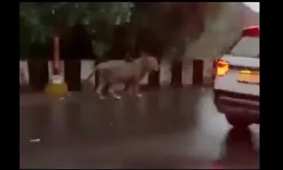 lion in gujarat