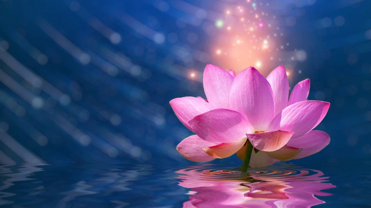 lotus flower meaning spiritual