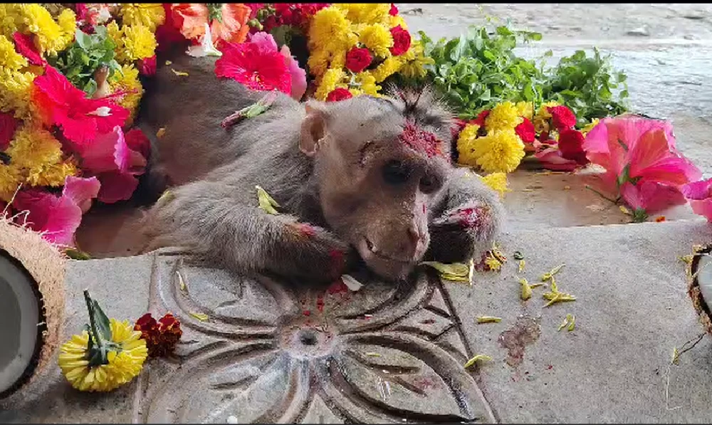 Monkey death in temple at anekal