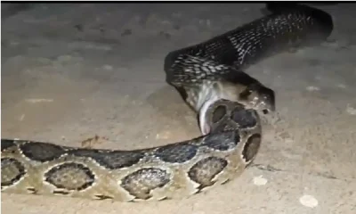 Indian Cobra eats wiper