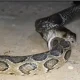 Indian Cobra eats wiper