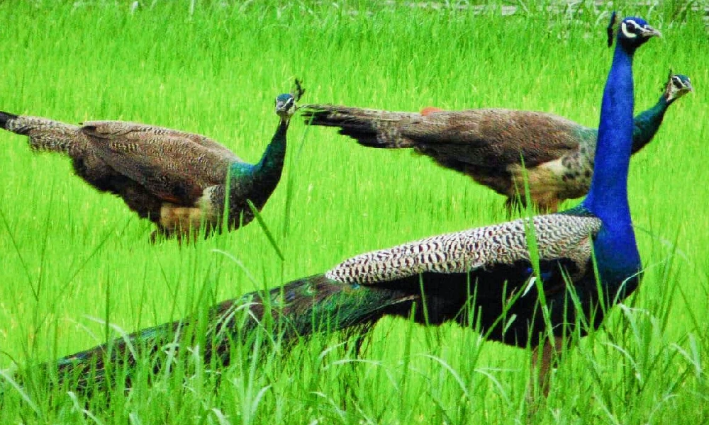 male and female peacocks at garden