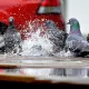 pigeon in rain