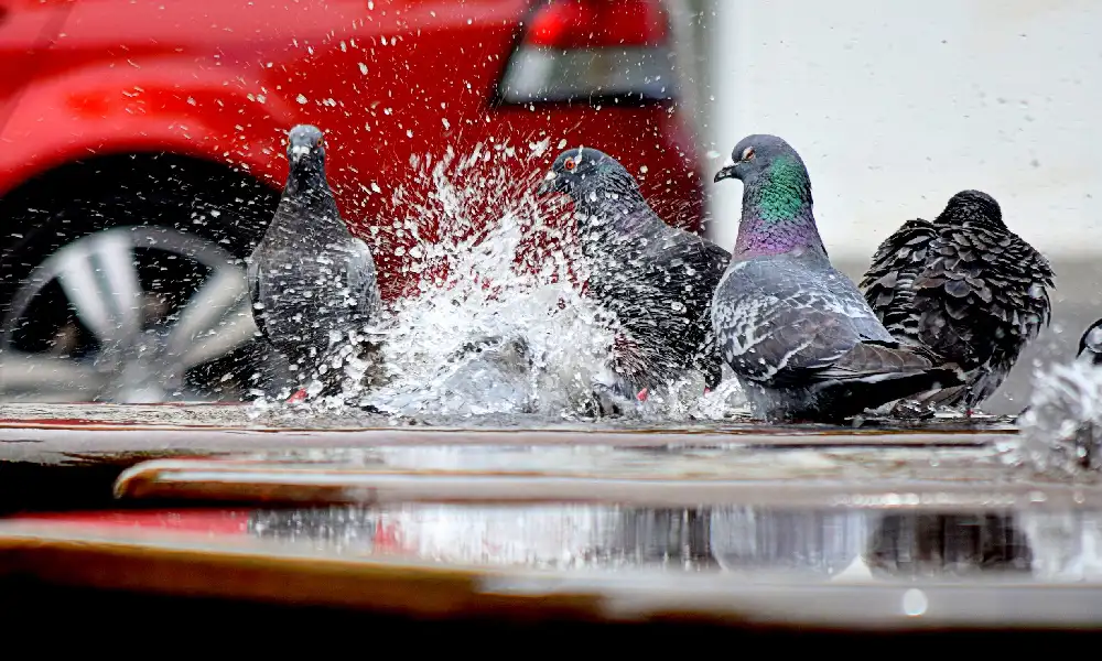 pigeon in rain