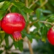 pomegranate cultivation Krishi Khajane