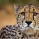project cheetah