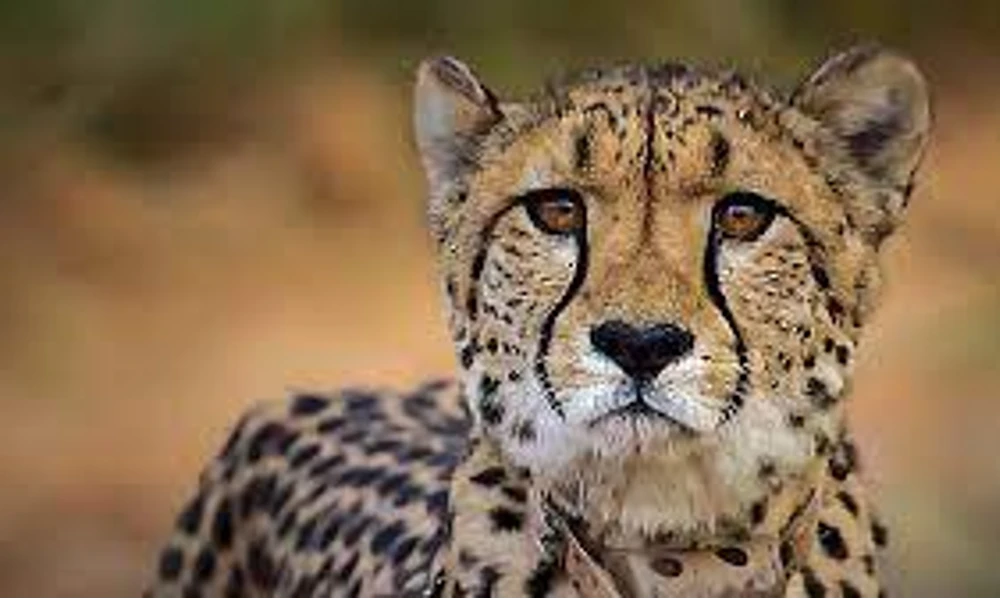 project cheetah