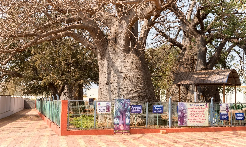 baobab trees in savanur  india