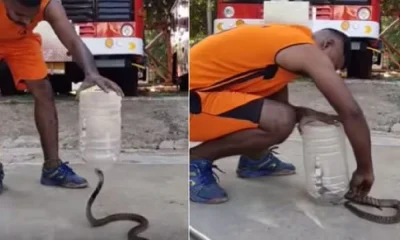 snake catching