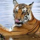 Tiger Karnataka
