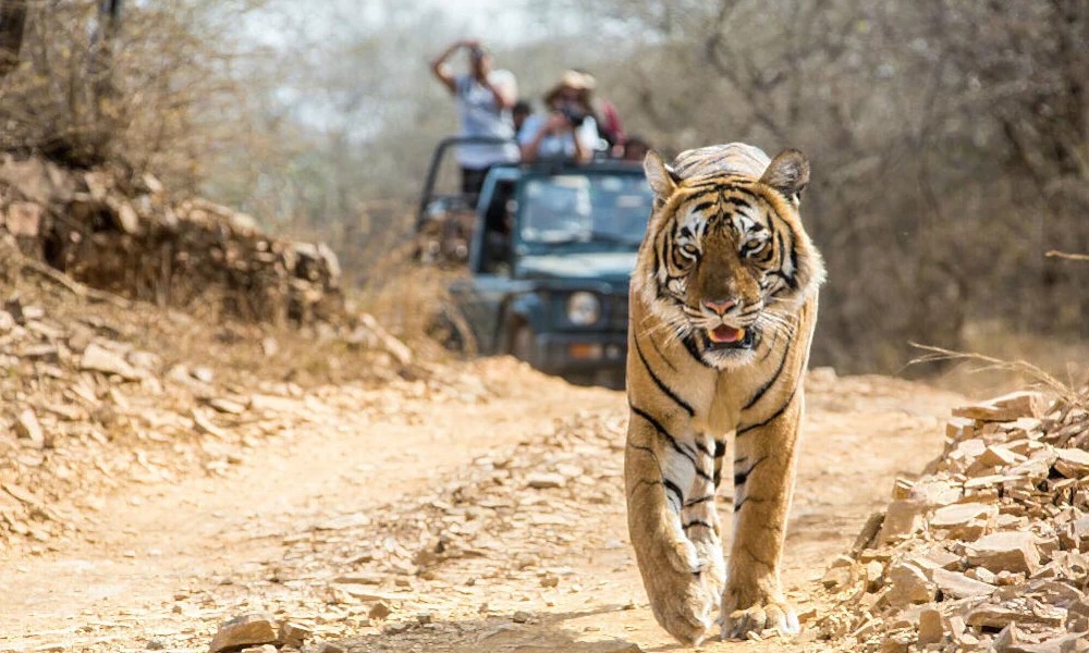 10 prominent tiger reserves in India