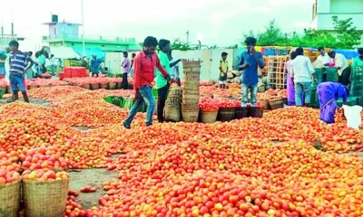 tomato market