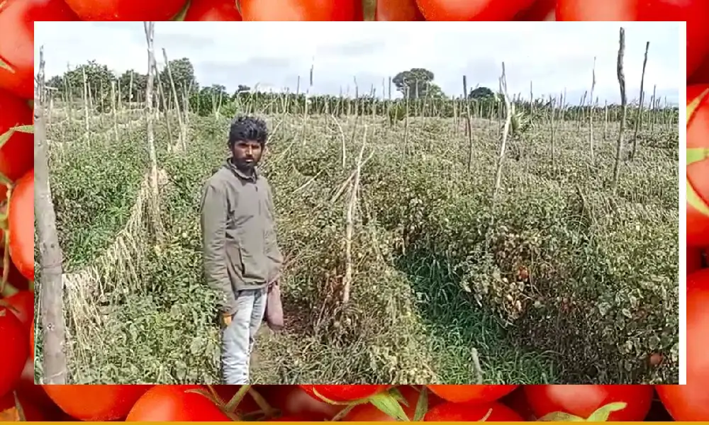 Farmer loses tomato worth lakhs