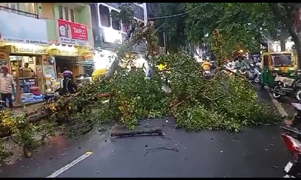 Rain Effect tree fall