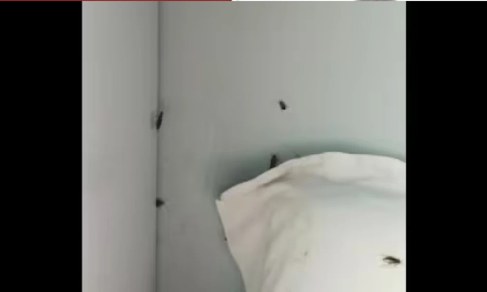 cockroaches in train