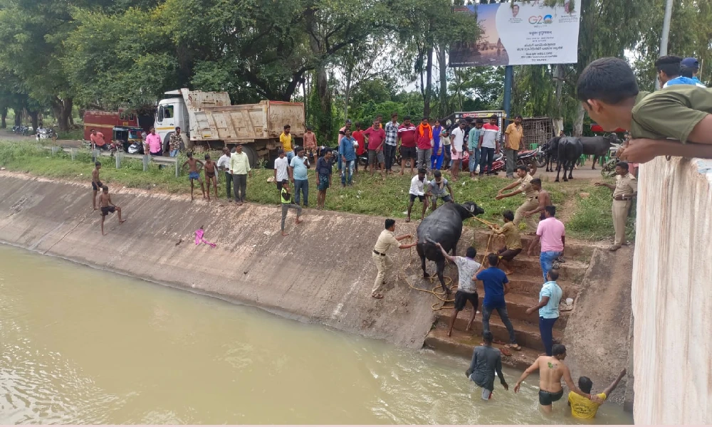 Buffaloes slipping into canal water people helping to save