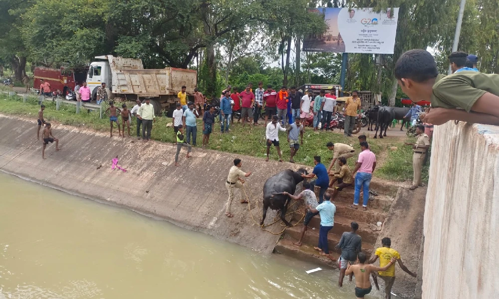 Buffaloes slipping into canal water people helping to save in vijayanagara