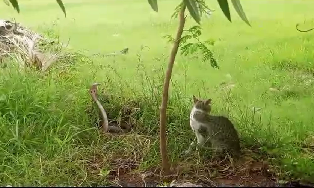 Cat And snake fighting
