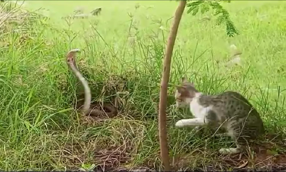 Cat And snake fighting Video viral 