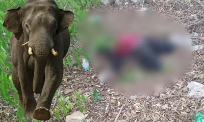 Elephant attacked in Nagamale Chamarajnagar