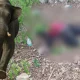 Elephant attacked in Nagamale Chamarajnagar