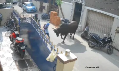 Cow Attacks On A Girl