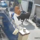 Cow Attacks On A Girl