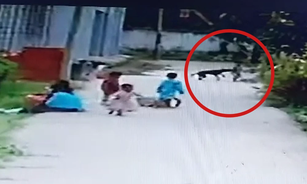 Dog attacked on children  Supriya