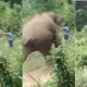 Elephant attack forest officer dead