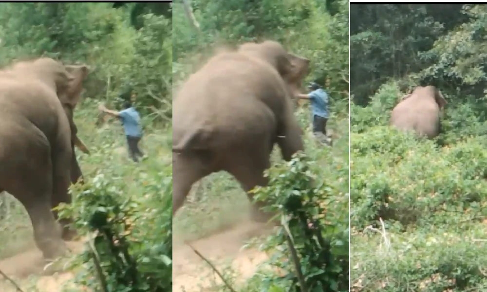 Elephant attack forest officer dead