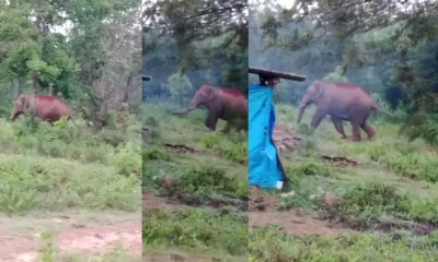 Elephant attack in hasan Again